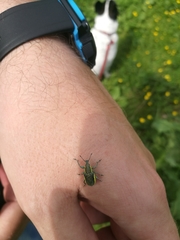 Chlorophanus viridis