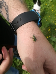 Chlorophanus viridis