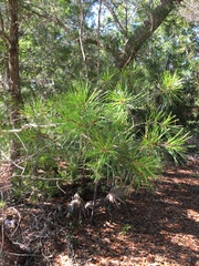 Pinus clausa