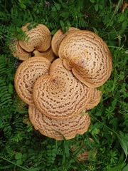 Cerioporus squamosus