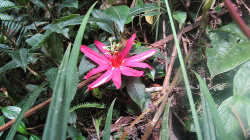 Passiflora gritensis, photograph 4
