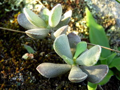 Adromischus caryophyllaceus