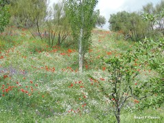 Anacyclus clavatus