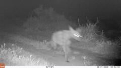 Hyaena hyaena