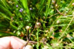 Collinsia sparsiflora