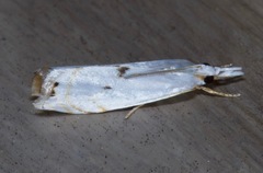 Microcrambus biguttellus