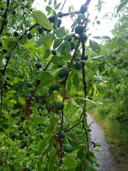 Prunus spinosa