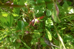 Collinsia sparsiflora