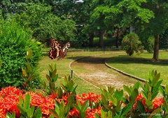 Papilio demodocus demodocus