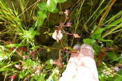 Collinsia sparsiflora