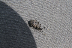 Otiorhynchus chrysostictus