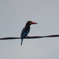 Halcyon cyanoventris