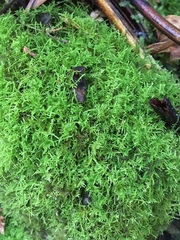 Thuidiopsis