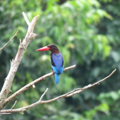 Halcyon cyanoventris