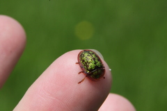 Cassida canaliculata