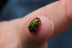 Cassida canaliculata
