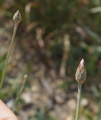 Xeranthemum cylindraceum