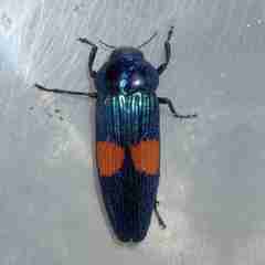 Strigoptera bimaculata