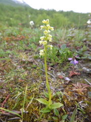 Pseudorchis straminea