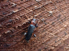 Phymatodes testaceus