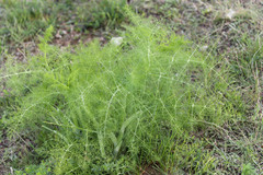Foeniculum