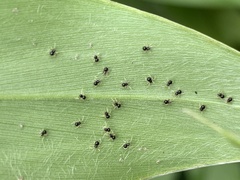 Theridula