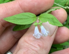 Scutellaria nervosa