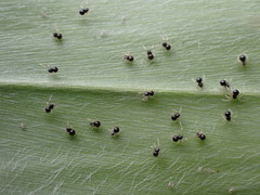 Theridula