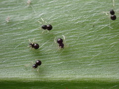 Theridula