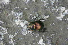 Phelotrupes auratus