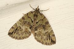 Hydriomena renunciata