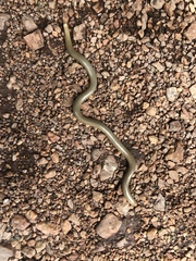 Afrotyphlops lineolatus