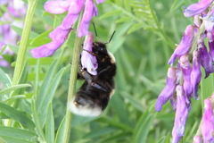 Bombus subterraneus