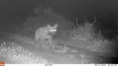 Hyaena hyaena