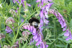 Bombus subterraneus
