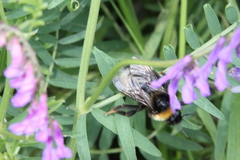Bombus subterraneus