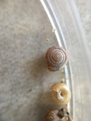 Polygyra