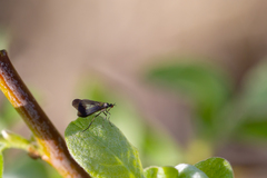 Rhamphomyia marginata