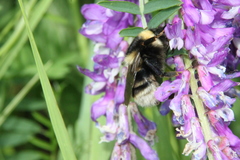 Bombus subterraneus