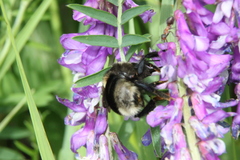 Bombus subterraneus