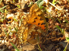 Charaxes jahlusa