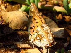 Charaxes jahlusa