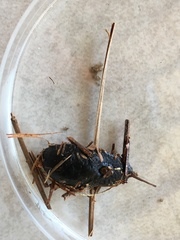 Belocaulus angustipes