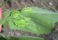 Dasineura parthenocissi