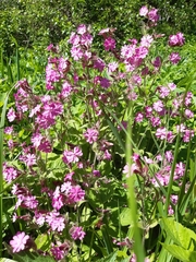 Silene dioica