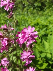 Silene dioica