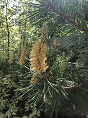 Pinus sylvestris