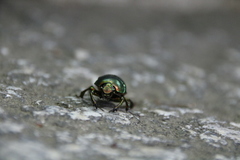Phelotrupes auratus
