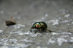Phelotrupes auratus