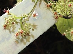 Byttneria grandifolia